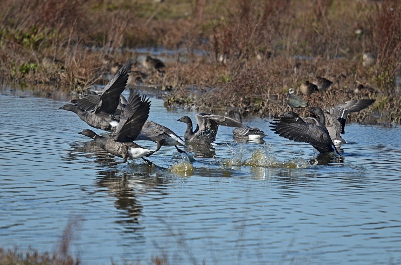 Dark-bellied Brent Geese - Black geese