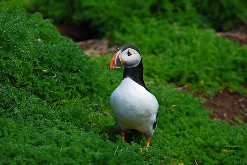 Puffin - Puffins