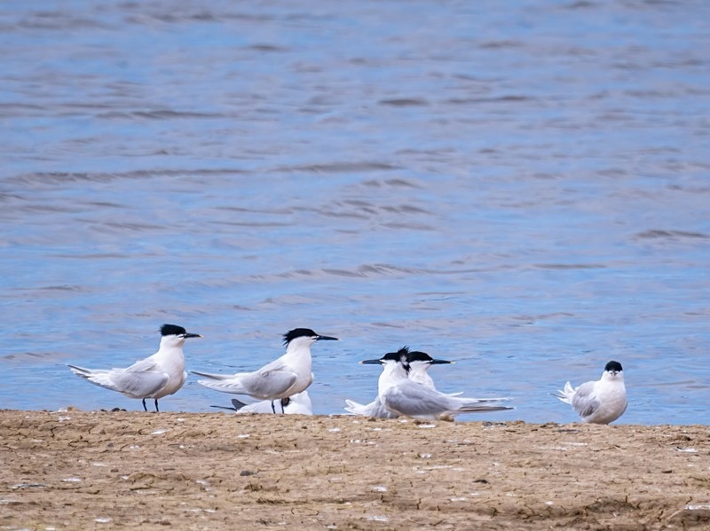 Sandwich Terns - Terns