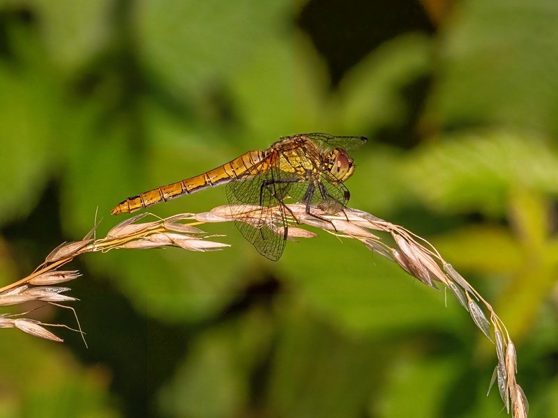 Ruddy Darter - Dragonflies and damselflies