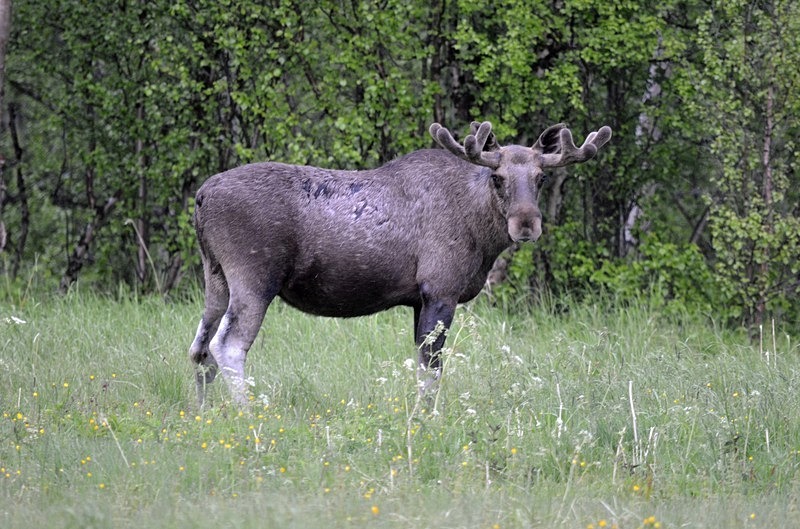 Elk (Moose) - North Norway
