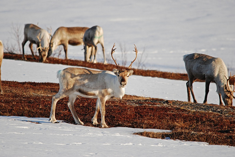Reindeer - Norway