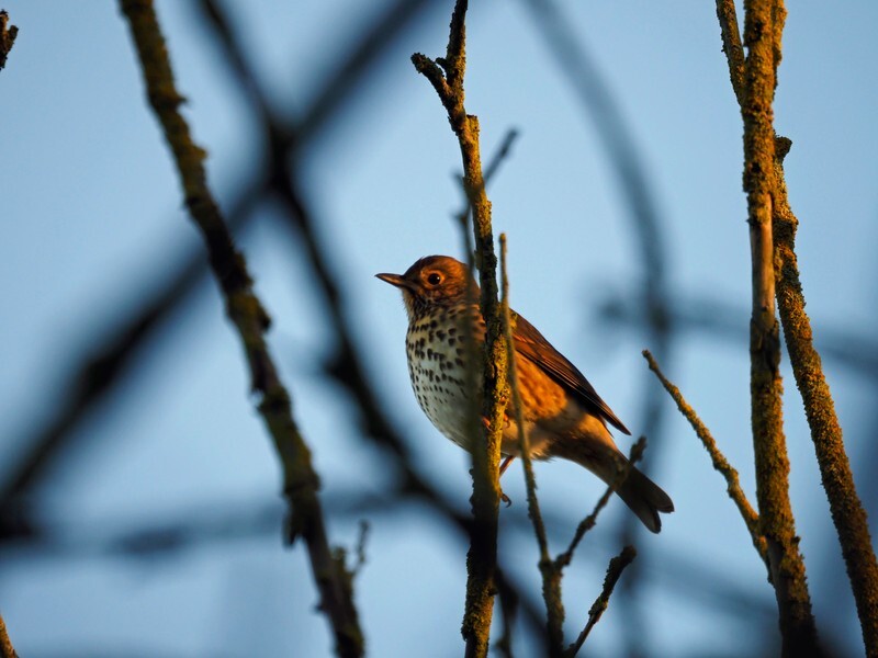 Song Thrush - Thrushes