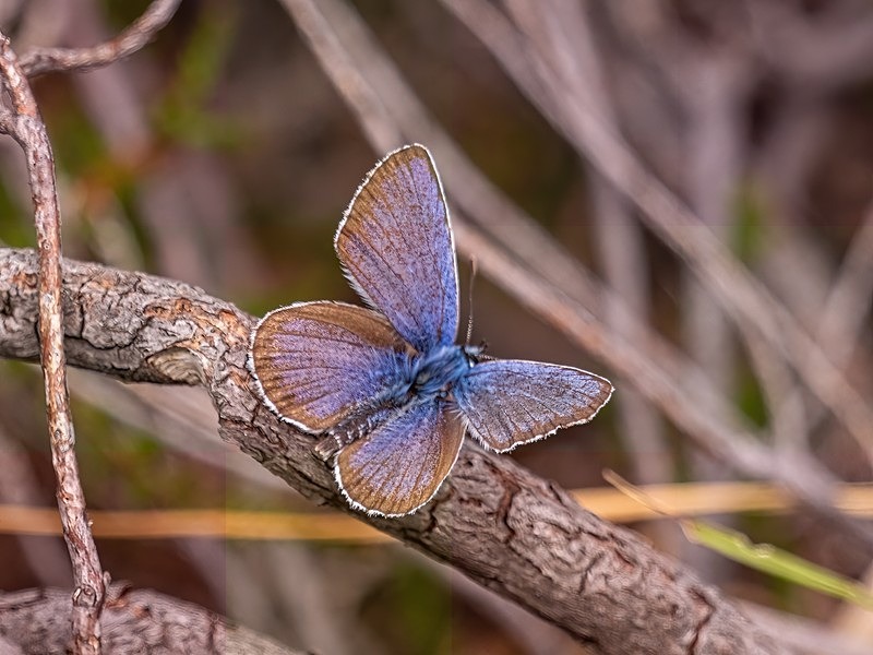Silver-studded Blue - Butterflies