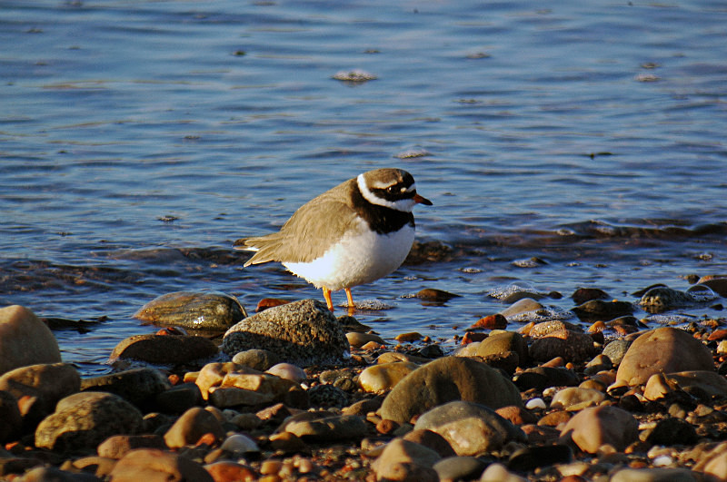 Ringed Plover - Plovers