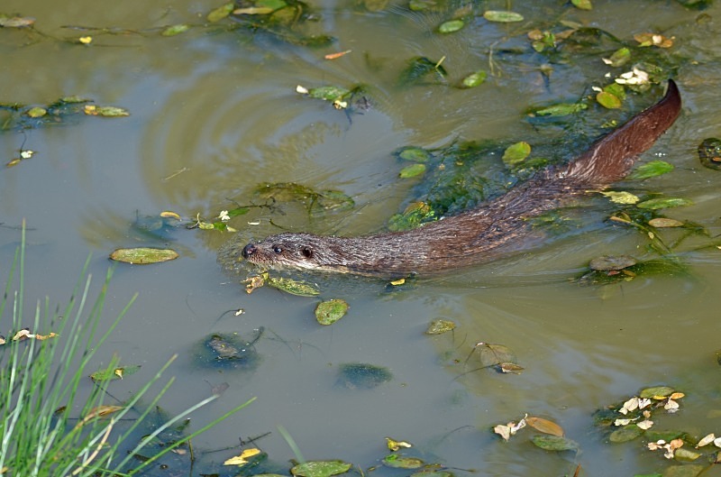 Otter - Otter
