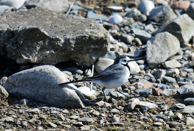 White Wagtail - Wagtails