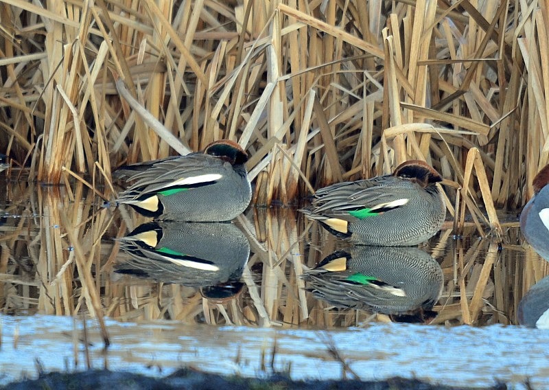 Teal - Dabbling ducks