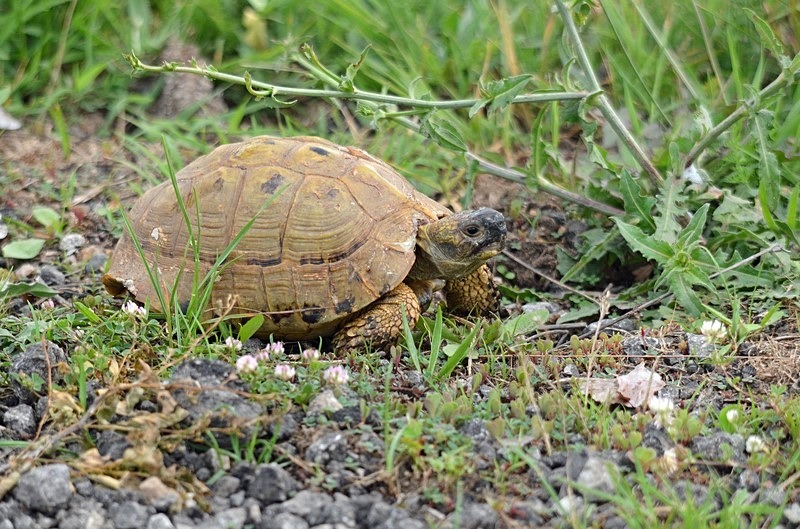 Spur-thighed Tortoise