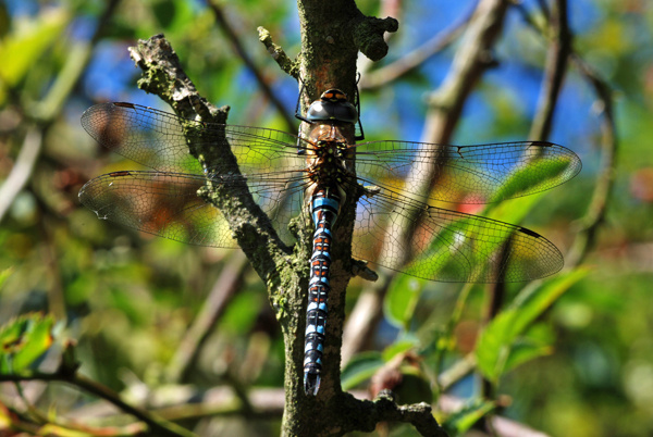 Migrant Hawker - Dragonflies and damselflies