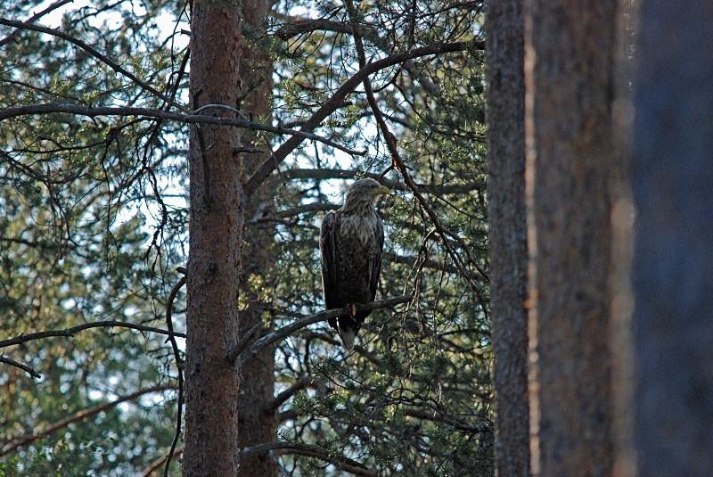 White-tailed Eagle - North Finland and north Norway - May and June 2009