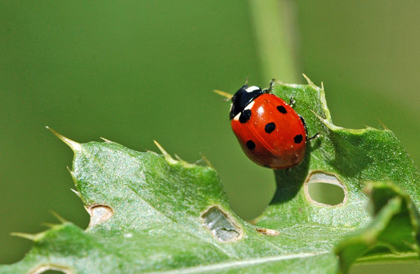 Seven-spot Ladybird - Insects, beetles, spiders, etc.
