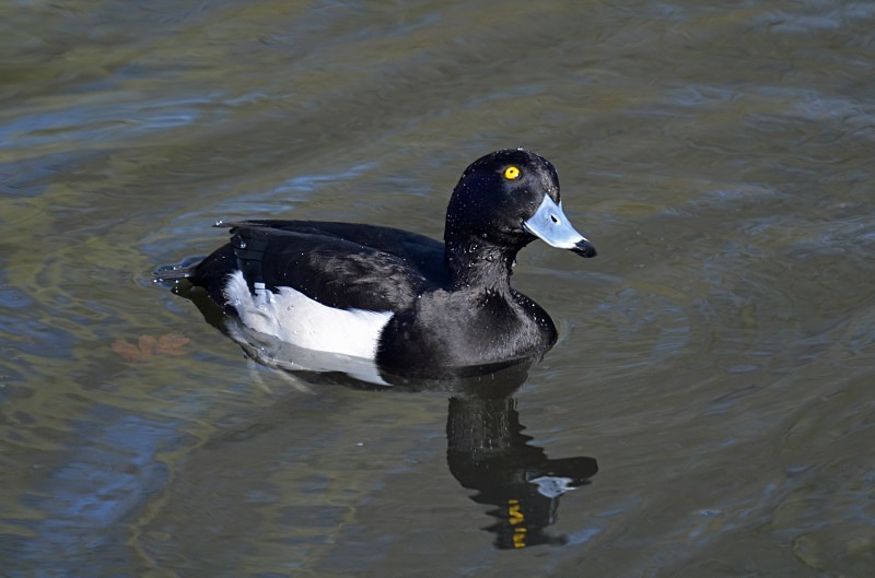 Tufted Duck - Diving ducks