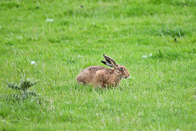 Brown Hare - Other mammals