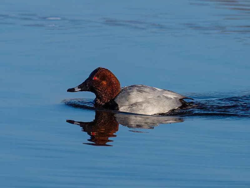 Common Pochard - Diving ducks