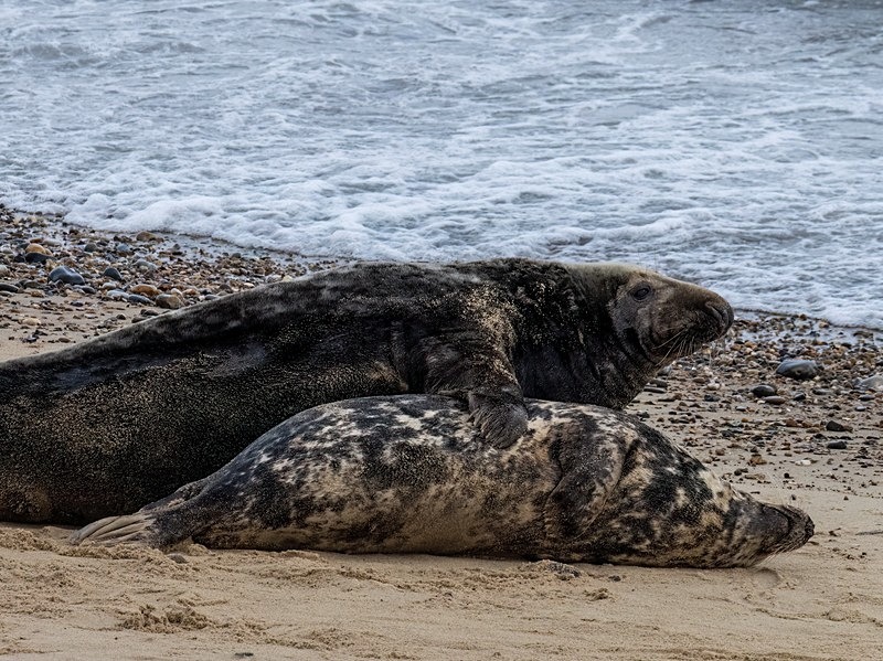 Atlantic Grey Seal - Atlantic Grey Seals