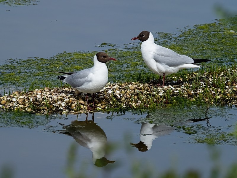 Black-headed Gulls - Gulls