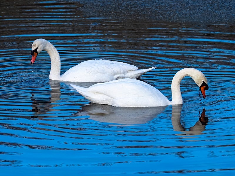 Mute Swans - Mute Swans