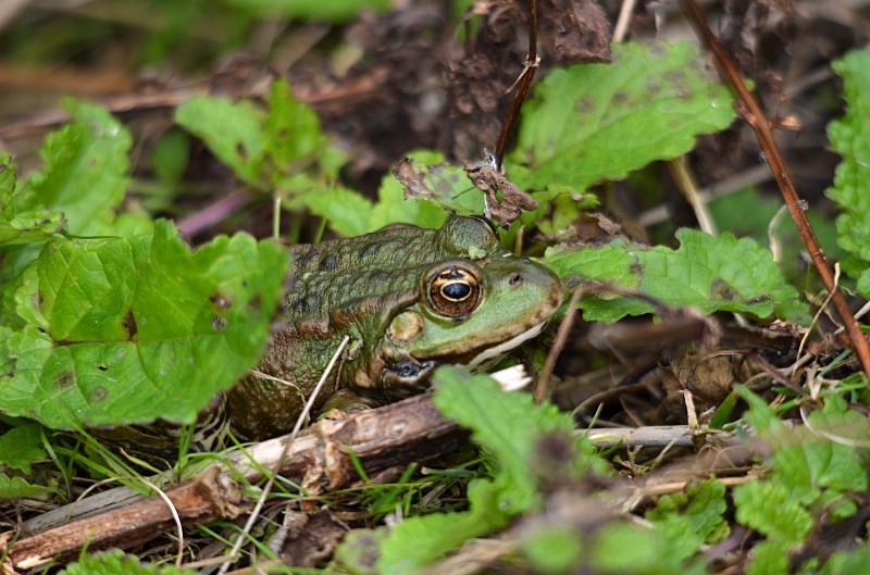 Marsh Frog - Marsh Frog
