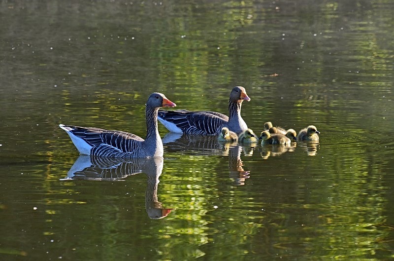 Greylag Geese and goslings - Grey geese