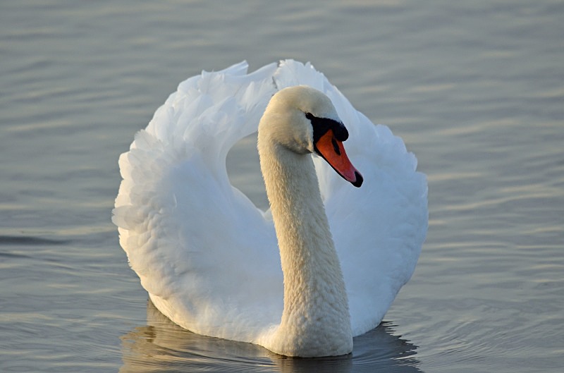Mute Swan - Mute Swans