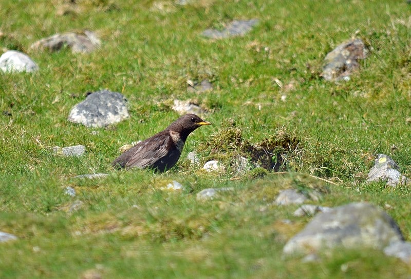 Ring Ousel - Thrushes