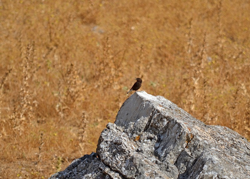 Black Wheatear - South Spain - September 2013