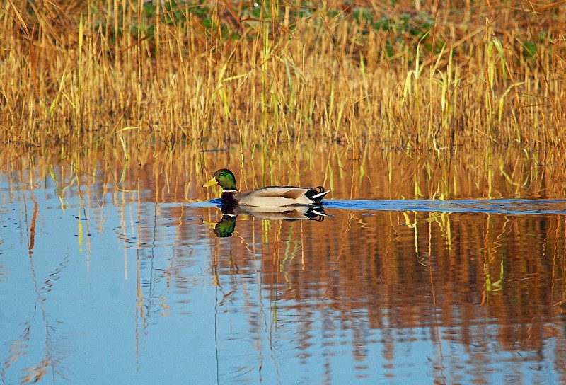 Mallard - Dabbling ducks