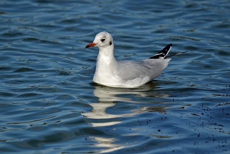 Black-headed Gull - Gulls