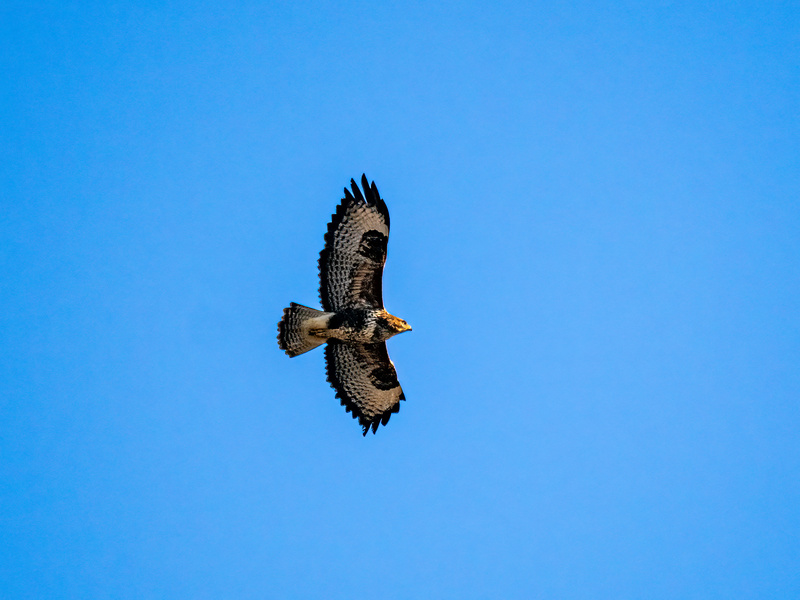 Common Buzzard - Latest photos