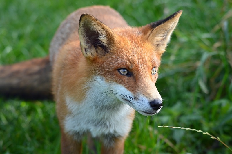 Red Fox