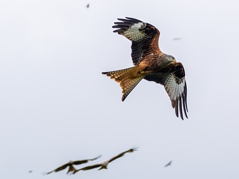 Red Kite - Birds of prey