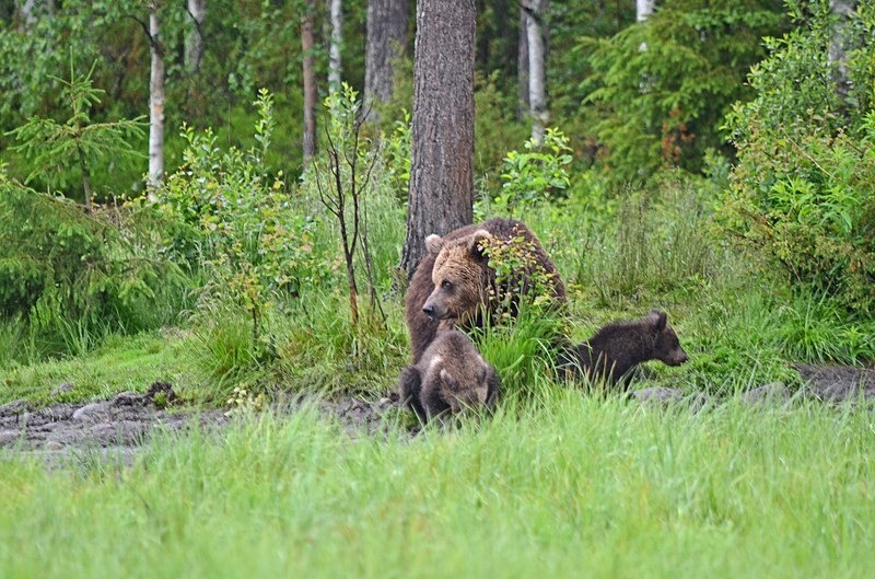 Brown Bear and cubs - North Finland - part 2
