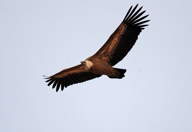 Griffon Vulture - Aragon