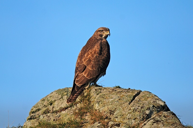 Common Buzzard - Birds of prey