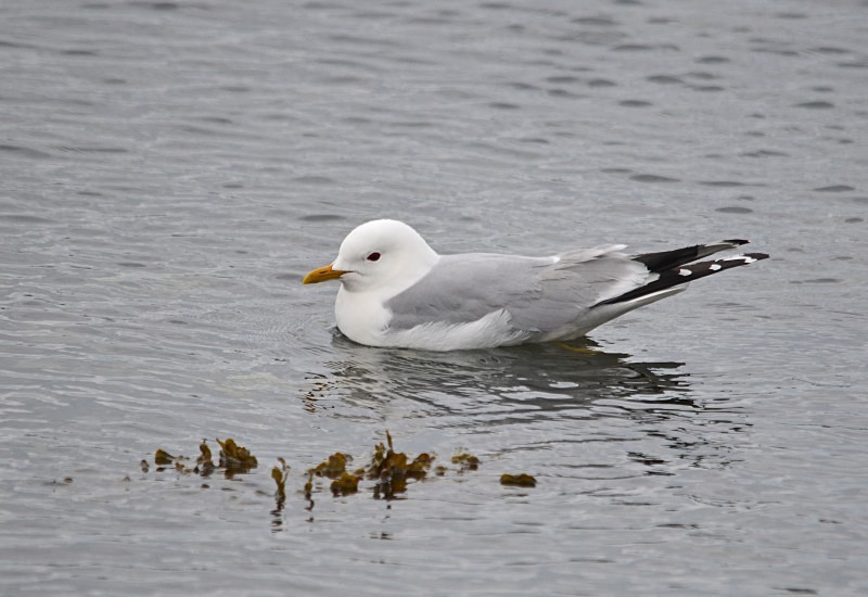 Common Gull - Gulls