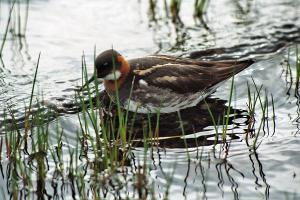 Red-necked Phalarope - Phalaropes