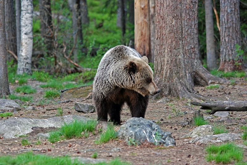 Brown Bear - North Finland and north Norway - May and June 2009