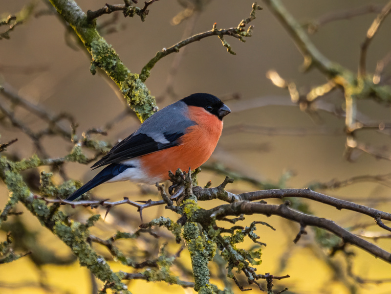 February 2023 - Bullfinch - Photos of the month