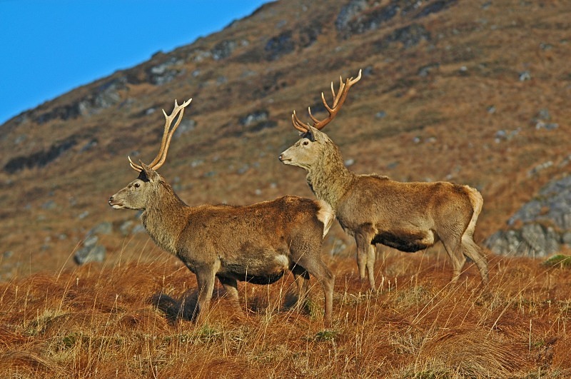 Red Deer - Red Deer