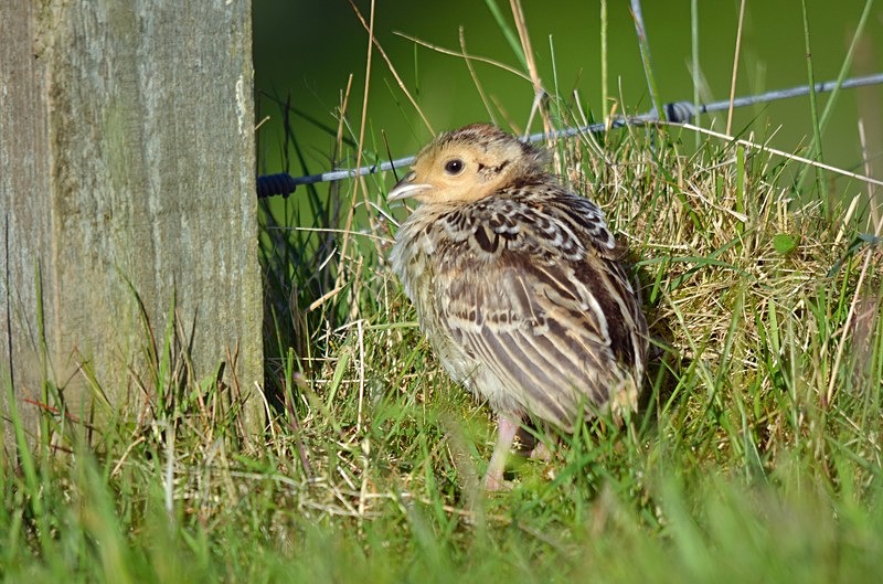 Pheasant juvenile - Game birds
