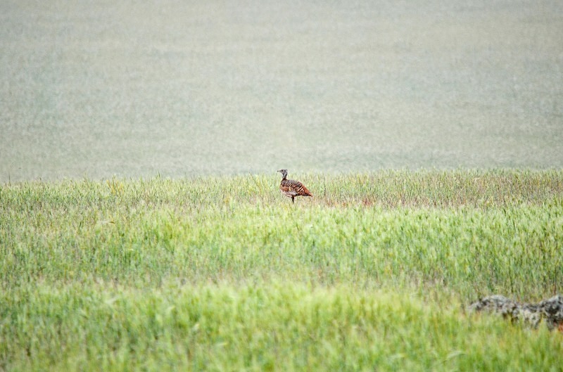 Great Bustard - South and west Spain - April and May 2012