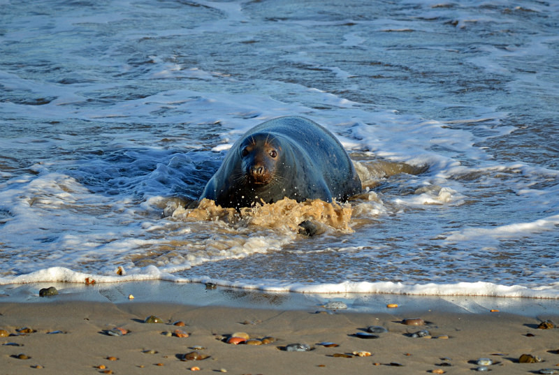 Atlantic Grey Seal - Atlantic Grey Seals
