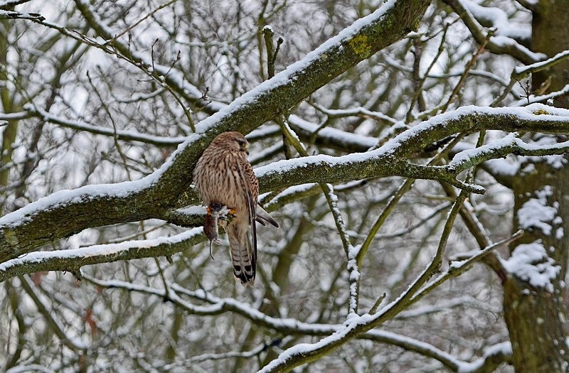 Kestrel - Birds of prey