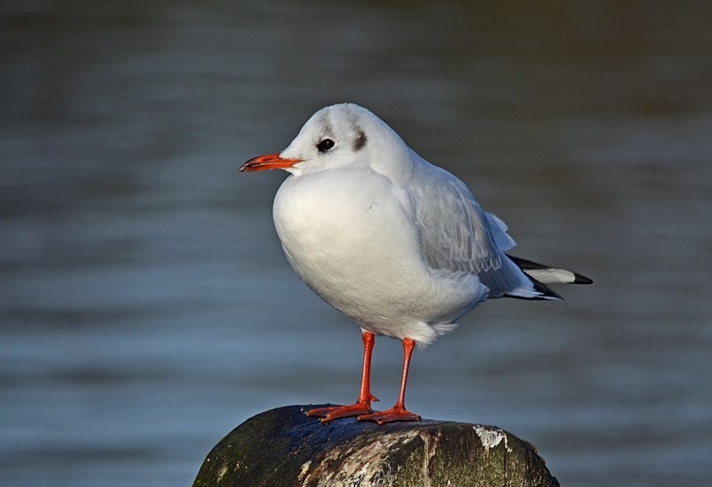 Black-headed Gull - Gulls