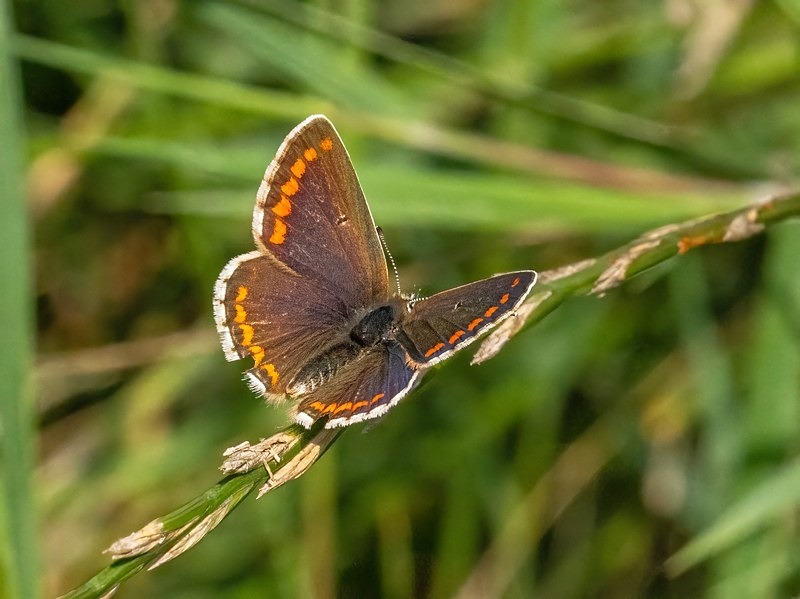 Brown Argus - Butterflies