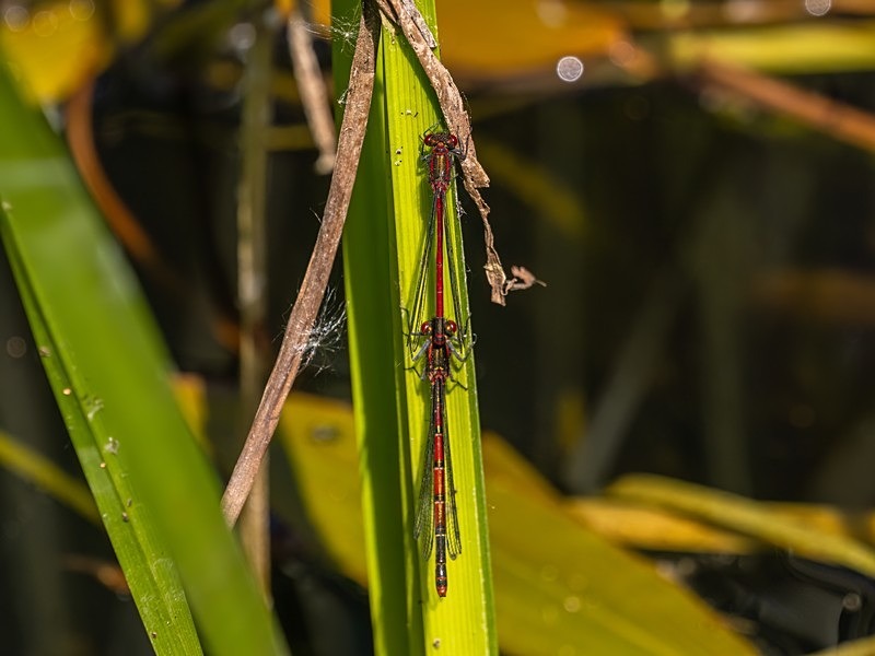 Large Red Damselflies - Dragonflies and damselflies