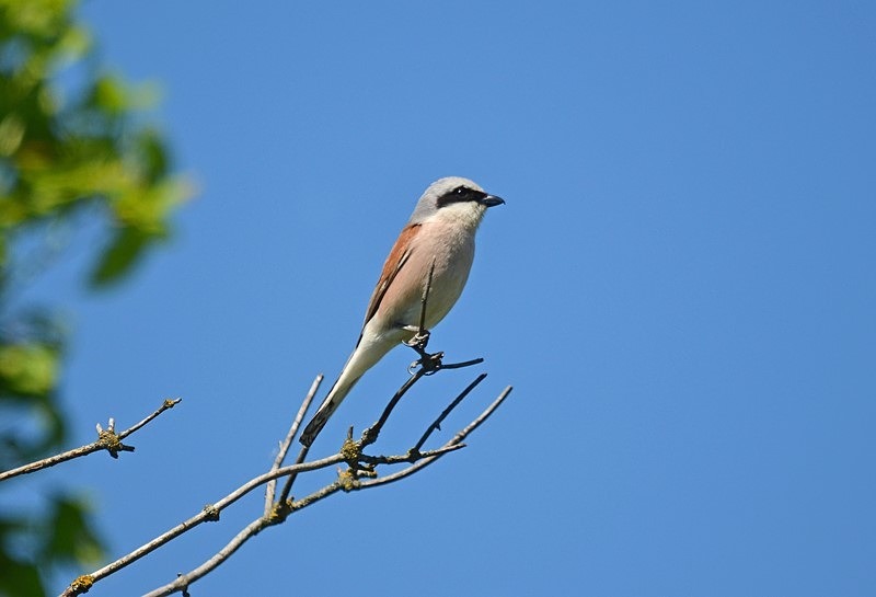 Red-backed Shrike - Slovakia
