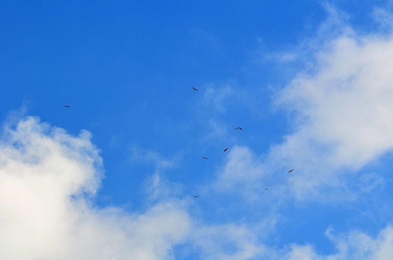Griffon Vultures - South Spain - September 2013