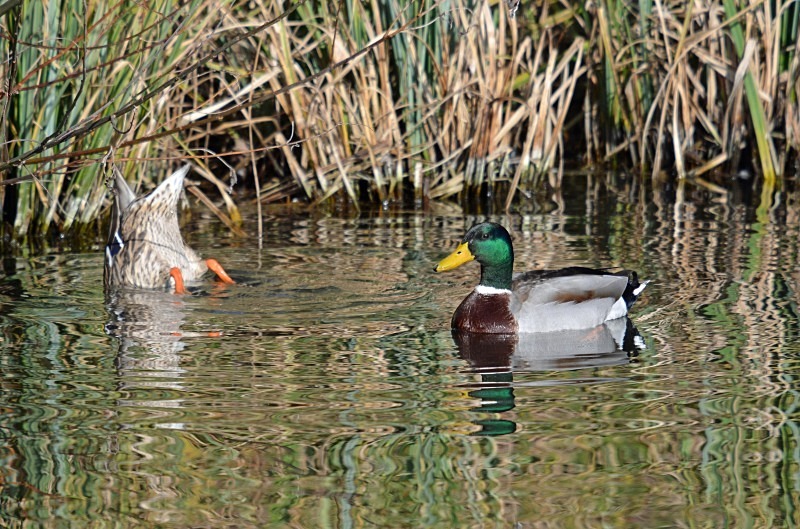 Mallards - Dabbling ducks
